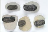 Lot: Assorted Devonian Trilobites - Pieces #92166-2
